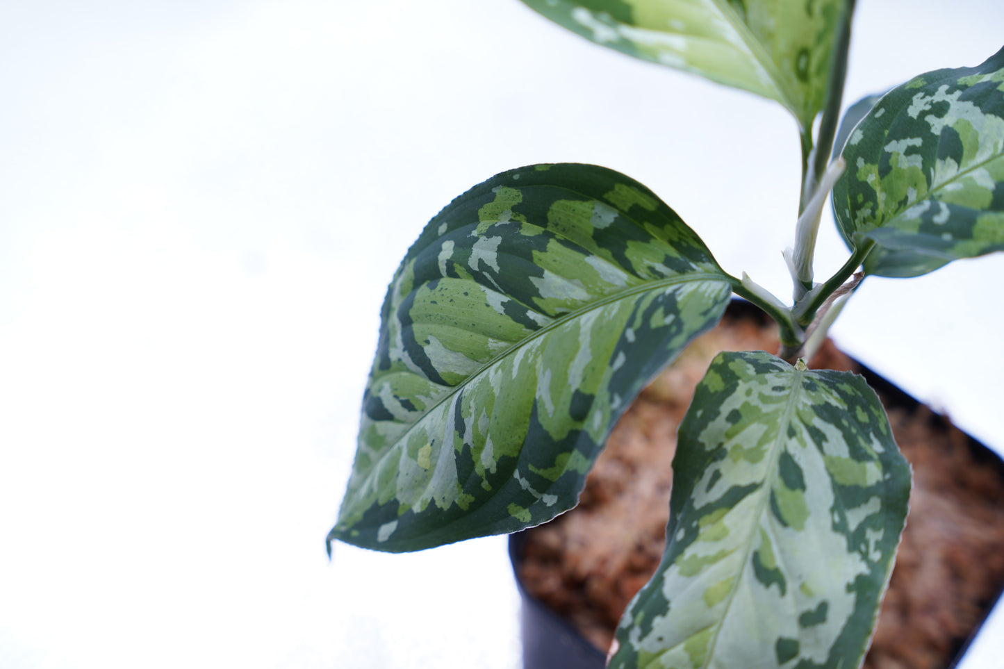 <オリジナル>Aglaonema Pictum Multicolor UND “BERGDORF”