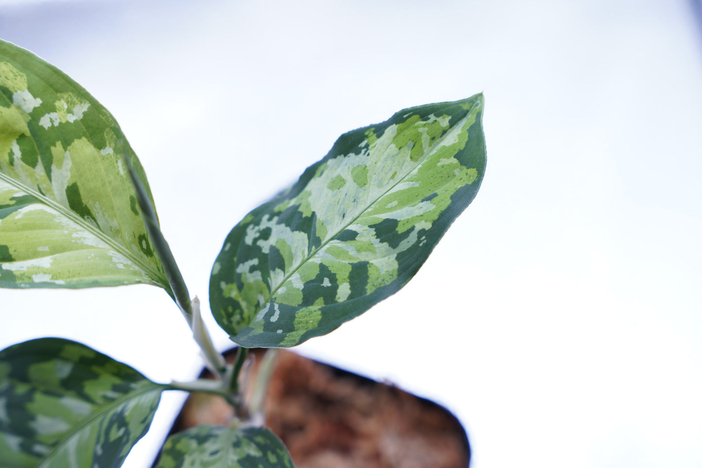 <オリジナル>Aglaonema Pictum Multicolor UND “BERGDORF”