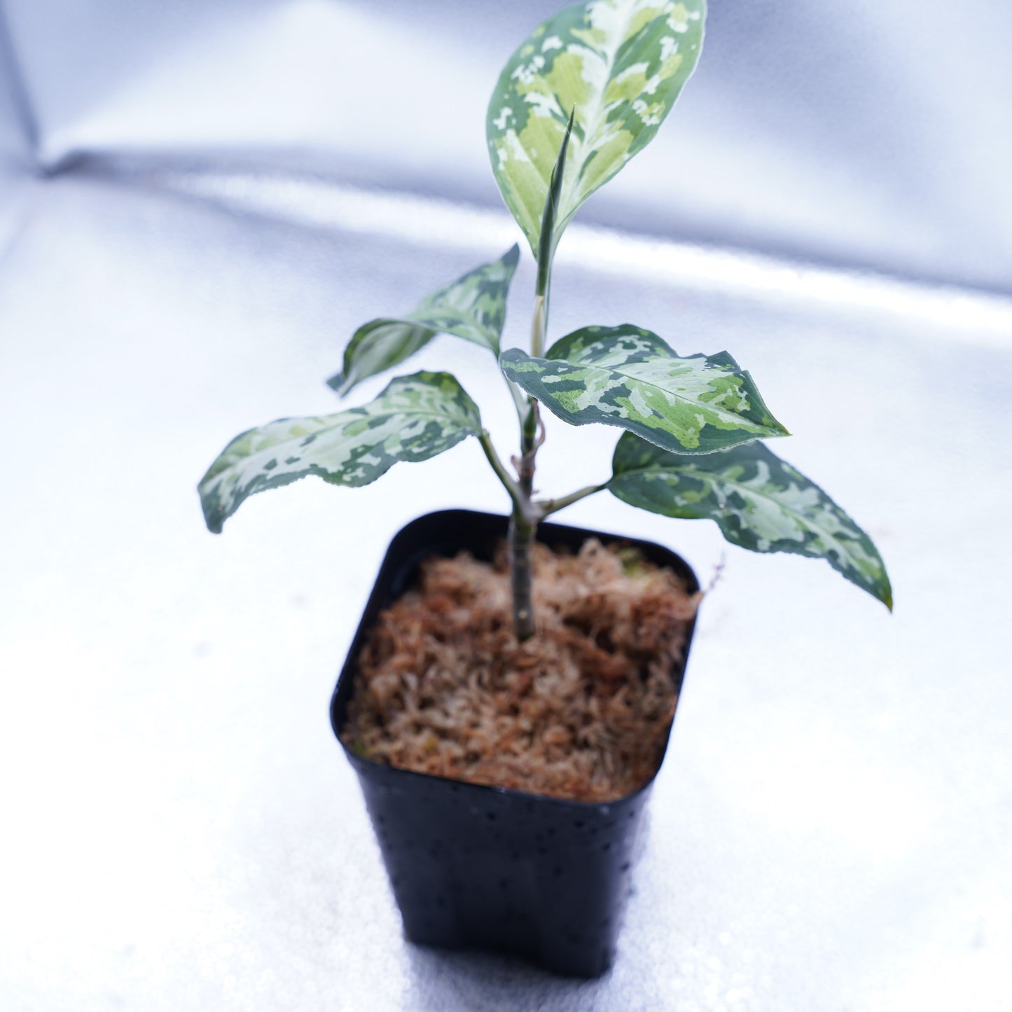 <オリジナル>Aglaonema Pictum Multicolor UND “BERGDORF”