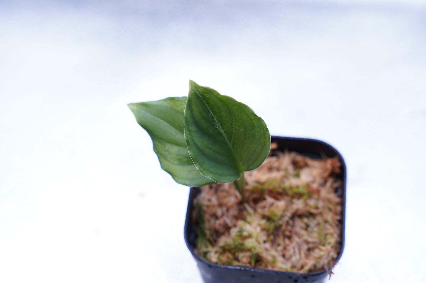 <オリジナル>Aglaonema Pictum Multicolor UND “BERGDORF”