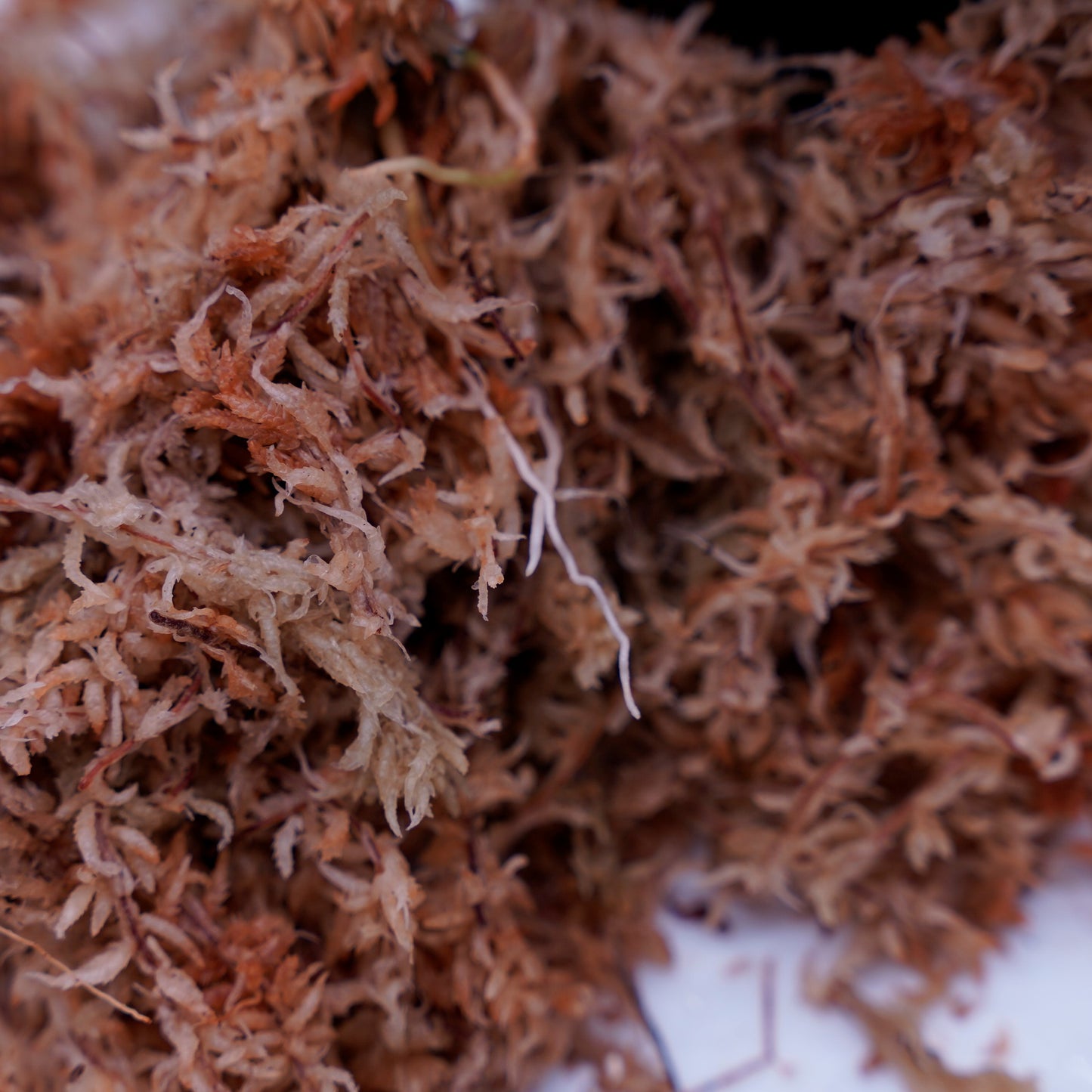 <出射便>Aglaonema Pictum Tricolor “Andaman” Port Blair