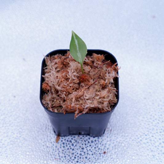 <Grow Aquarium>Aglaonema Pictum “夢観極彩 千眼葉”