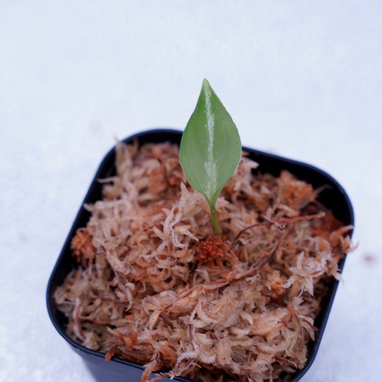 <Grow Aquarium>Aglaonema Pictum “夢観極彩 千眼葉”