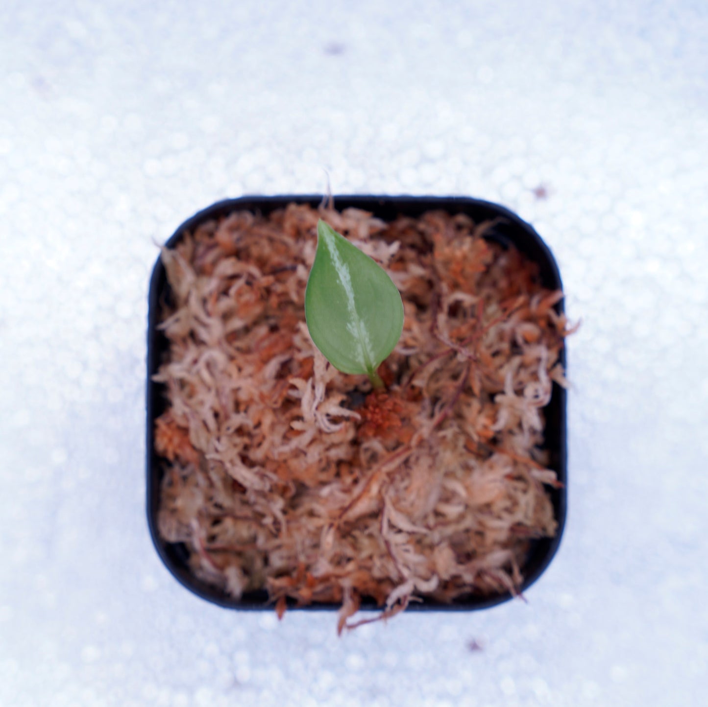 <Grow Aquarium>Aglaonema Pictum “夢観極彩 千眼葉”