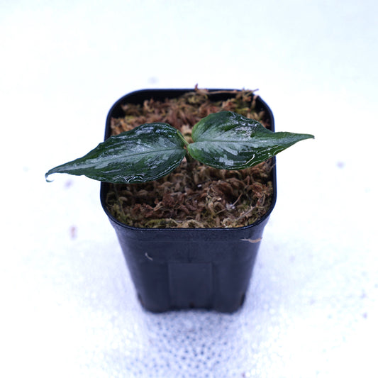 <オリジナル>Aglaonema Pictum Multicolor UND “MIDLAND”
