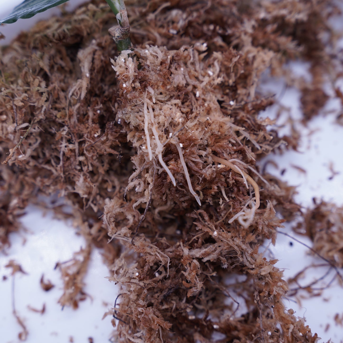 <オリジナル>Aglaonema Pictum Multicolor UND “MIDLAND”