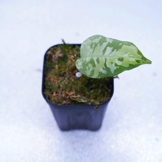 <出射便>Aglaonema Pictum Tricolor “Andaman” Port Blair