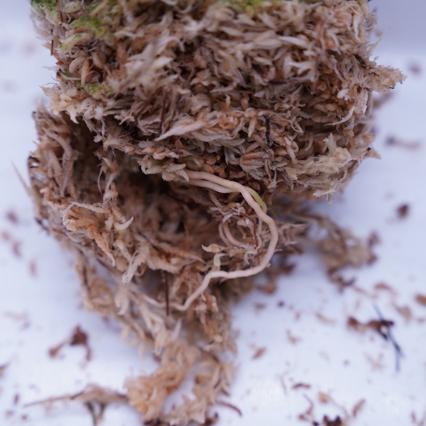 <出射便>Aglaonema Pictum Tricolor “Andaman” Port Blair