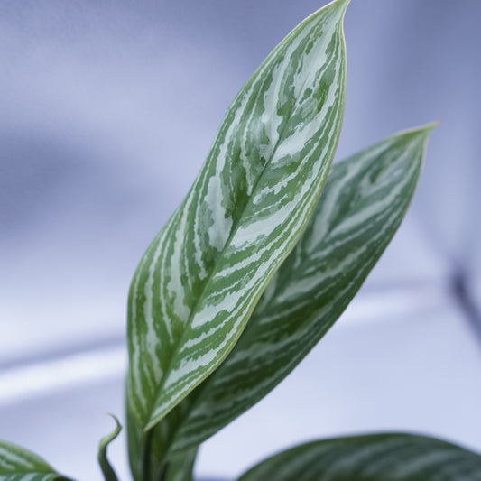 <カーティシー>Aglaonema Nitidum “Curtisii” UND230618