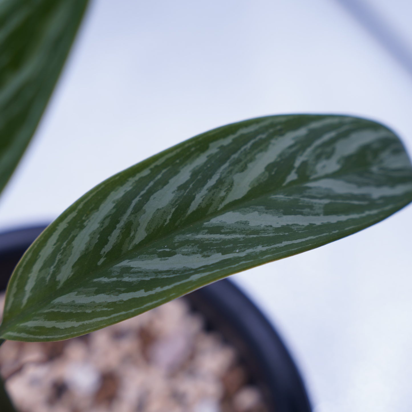 <カーティシー>Aglaonema Nitidum “Curtisii” UND230618