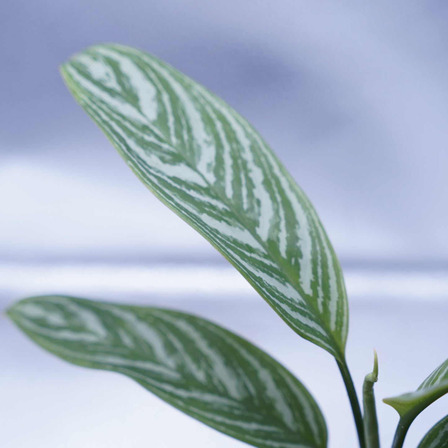 <カーティシー>Aglaonema Nitidum “Curtisii” UND230618