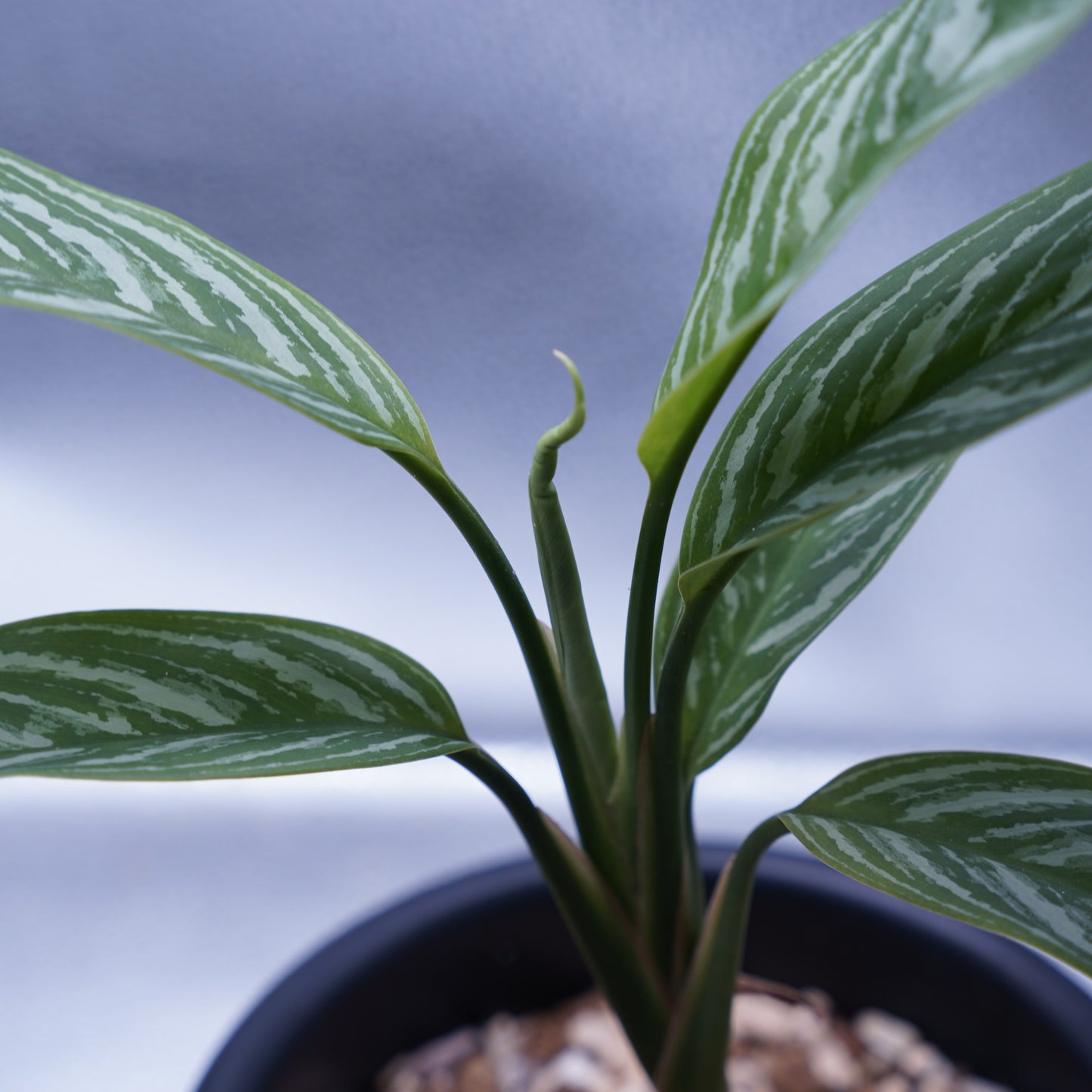 <カーティシー>Aglaonema Nitidum “Curtisii” UND230618