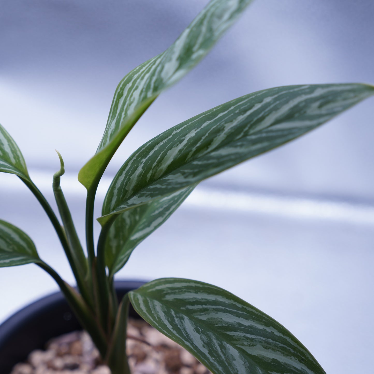 <カーティシー>Aglaonema Nitidum “Curtisii” UND230618