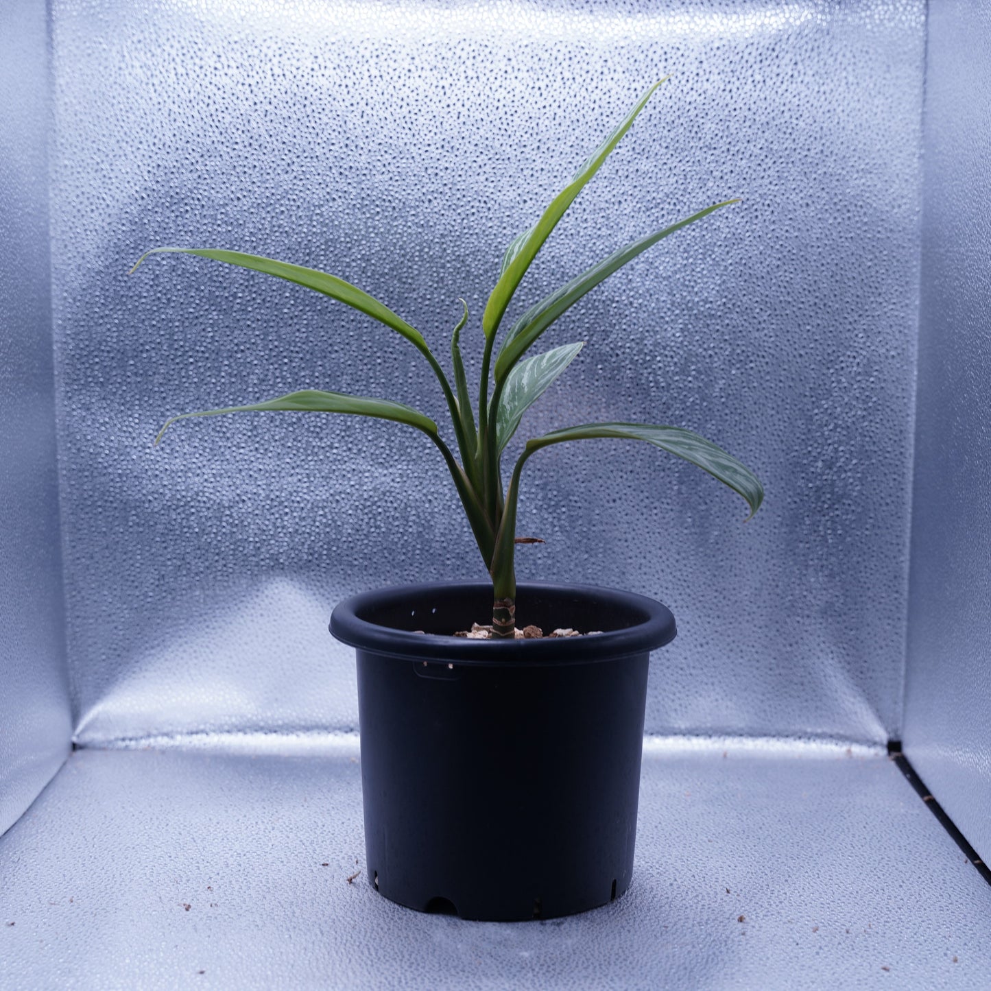 <カーティシー>Aglaonema Nitidum “Curtisii” UND230618
