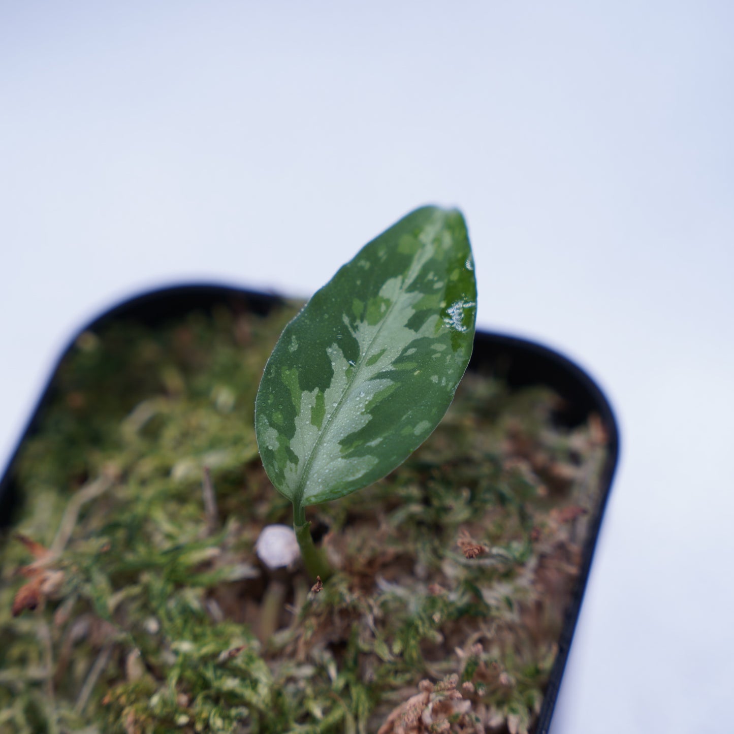 <TZ便>Aglaonema Pictum Aceh Multicolor【T-131220-b-6】