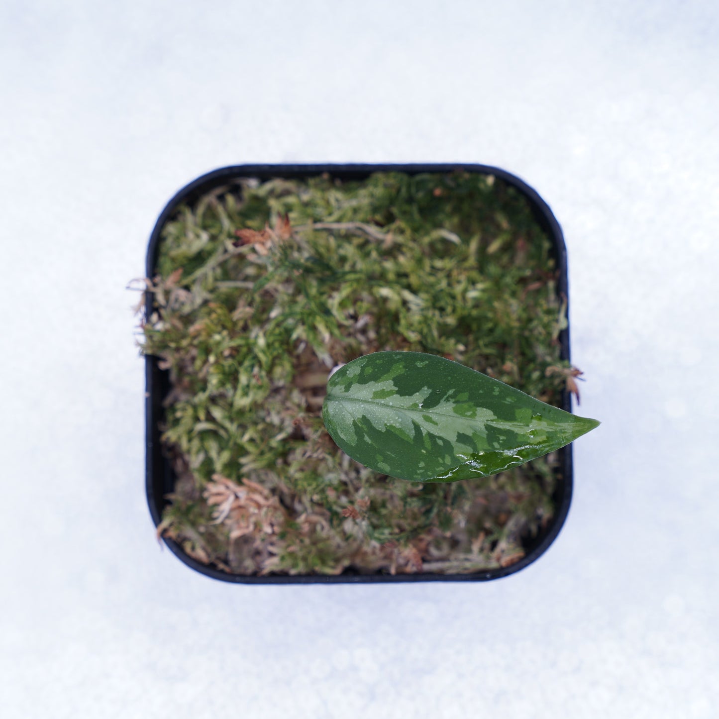 <TZ便>Aglaonema Pictum Aceh Multicolor【T-131220-b-6】