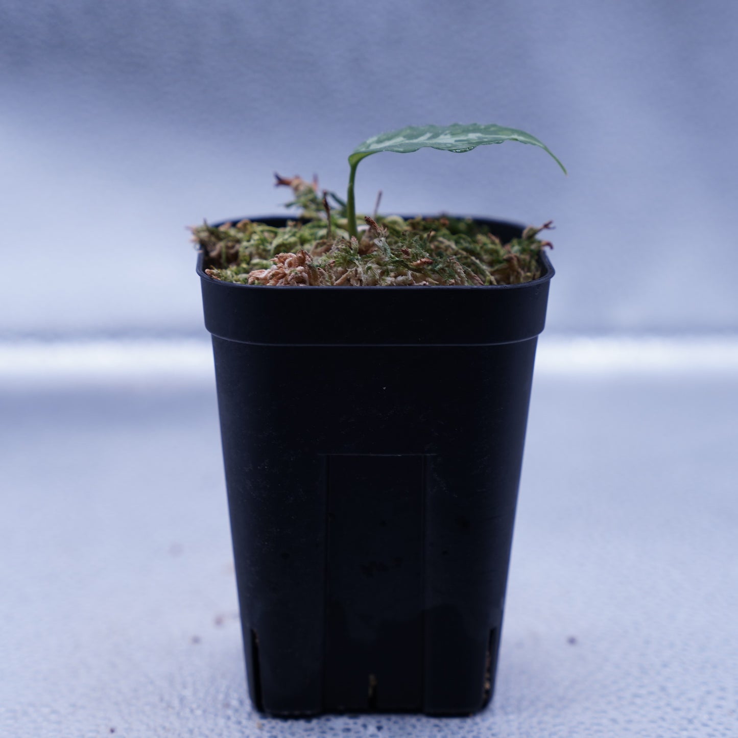 <TZ便>Aglaonema Pictum Aceh Multicolor【T-131220-b-6】