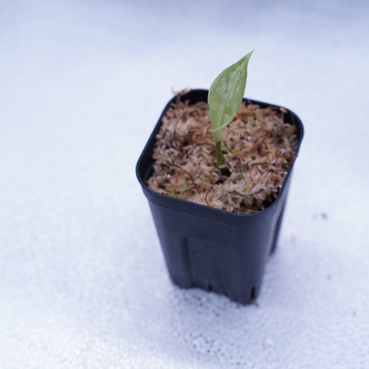 <AZ便>Aglaonema Picutm 【Phantom】WS from Padang【AZ0914-2b】