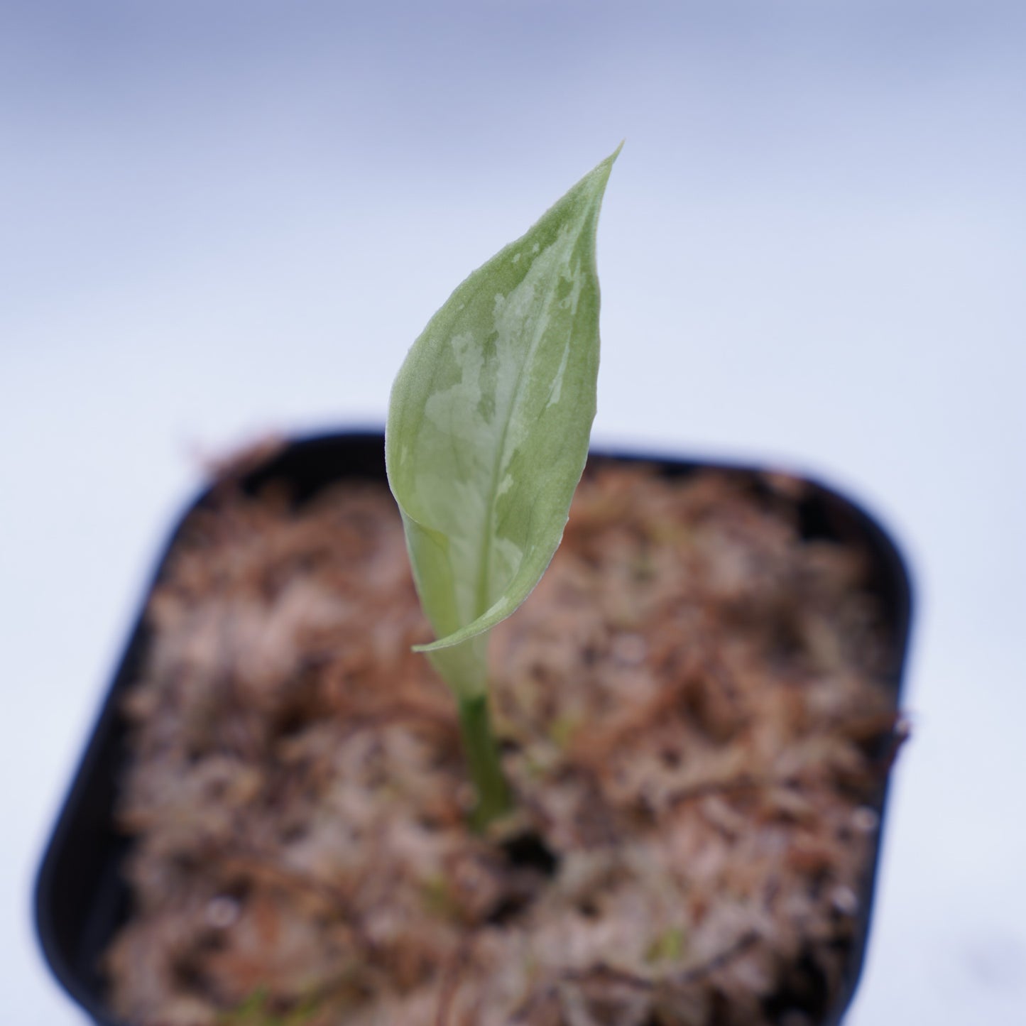 <AZ便>Aglaonema Picutm 【Phantom】WS from Padang【AZ0914-2b】