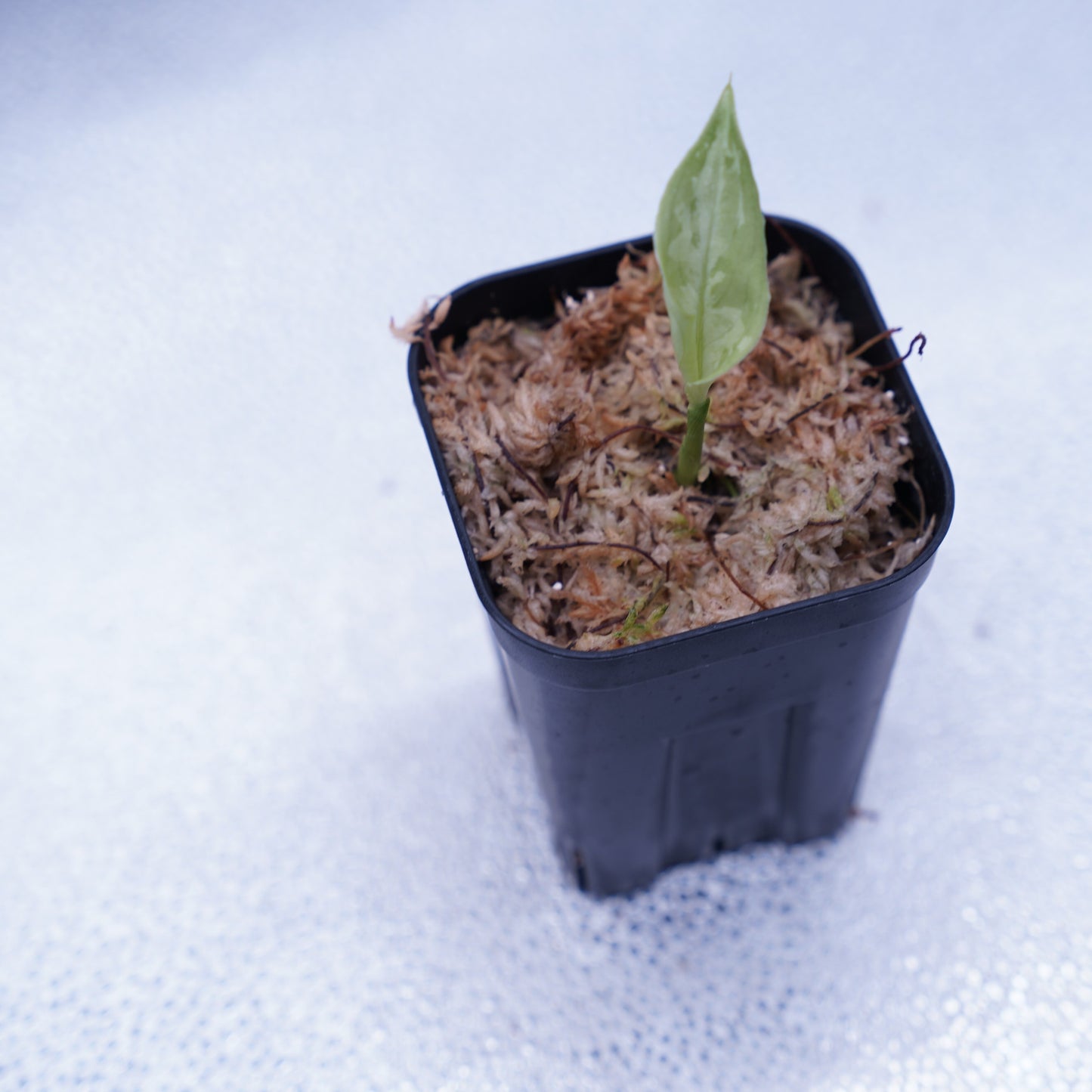 <AZ便>Aglaonema Picutm 【Phantom】WS from Padang【AZ0914-2b】