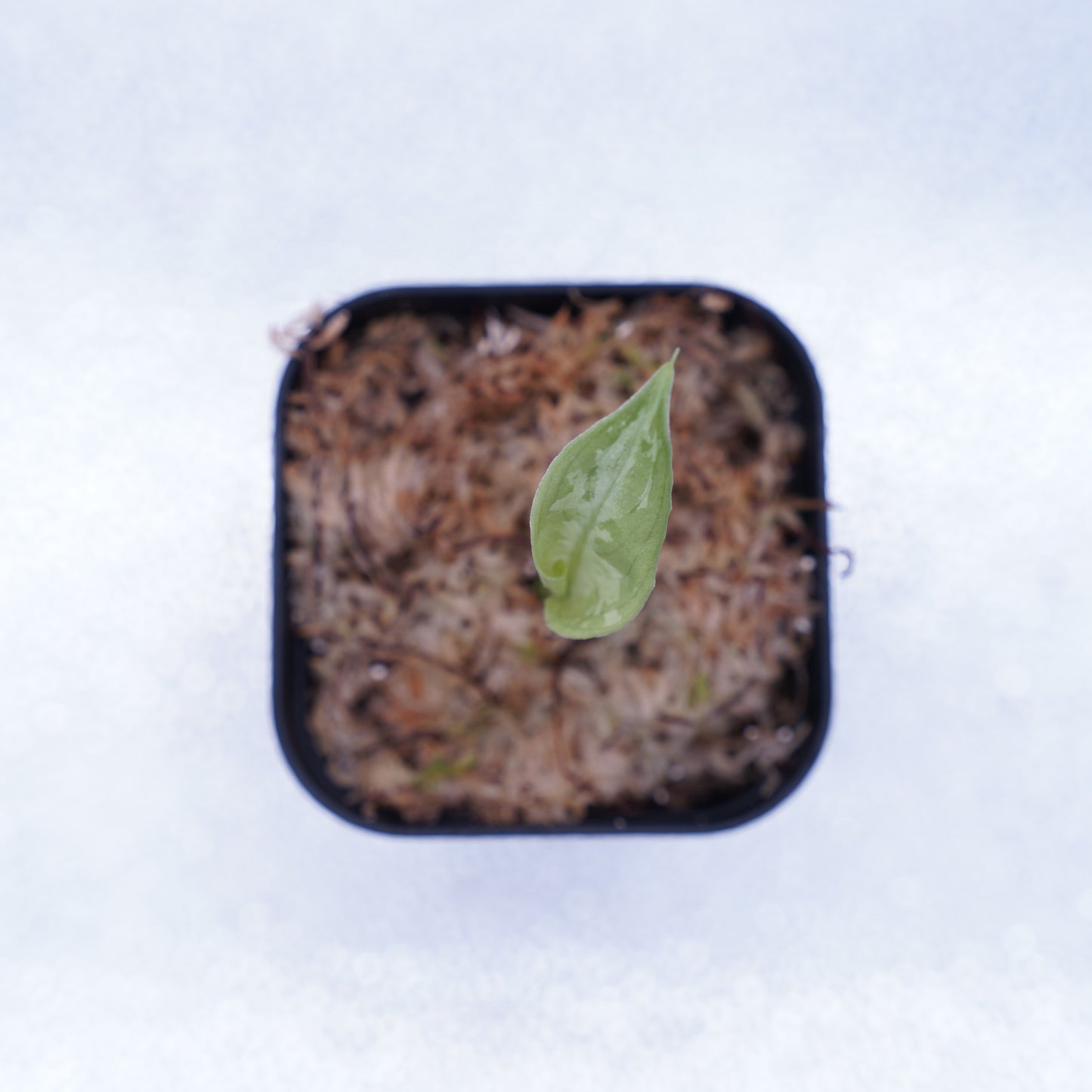 <AZ便>Aglaonema Picutm 【Phantom】WS from Padang【AZ0914-2b】