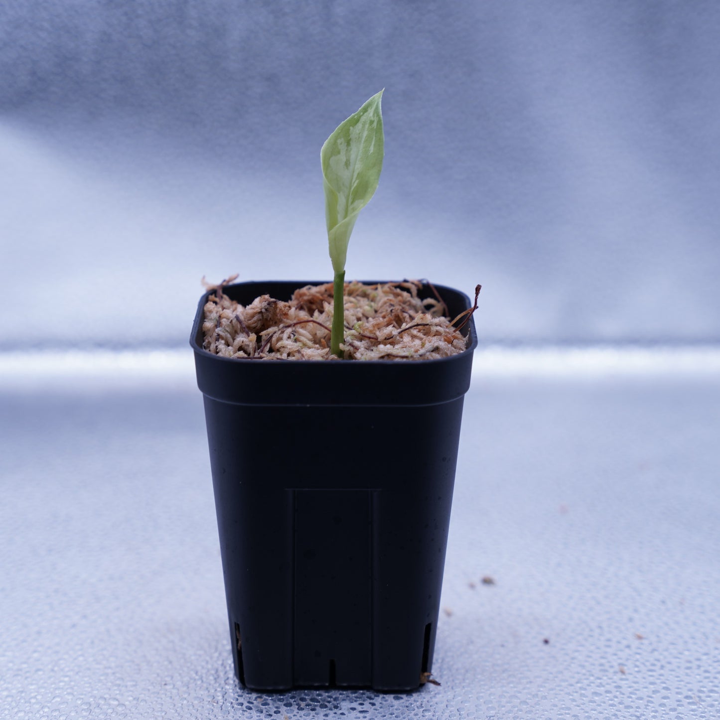 <AZ便>Aglaonema Picutm 【Phantom】WS from Padang【AZ0914-2b】