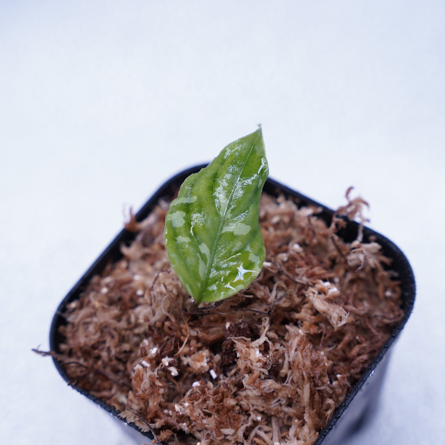 <出射便>Aglaonema Pictum Tricolor “Andaman” Port Blair
