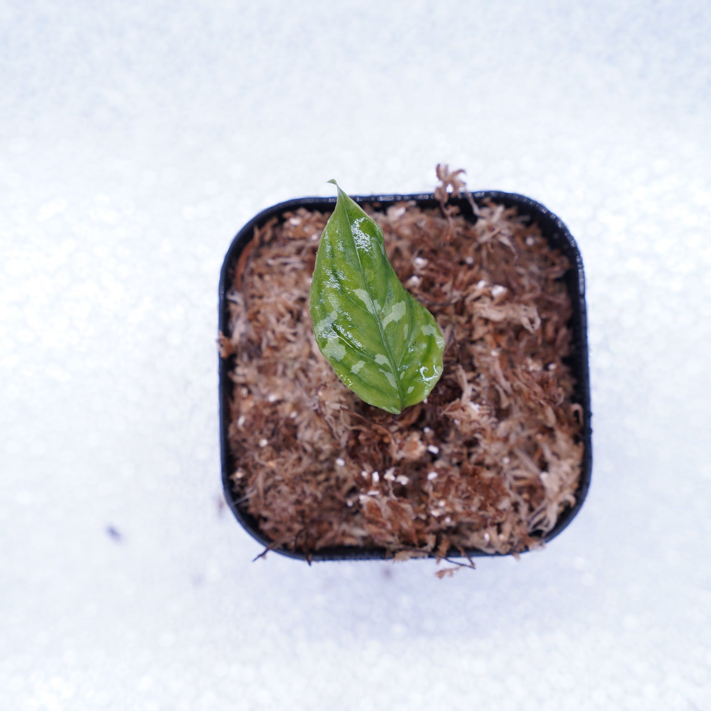 <出射便>Aglaonema Pictum Tricolor “Andaman” Port Blair