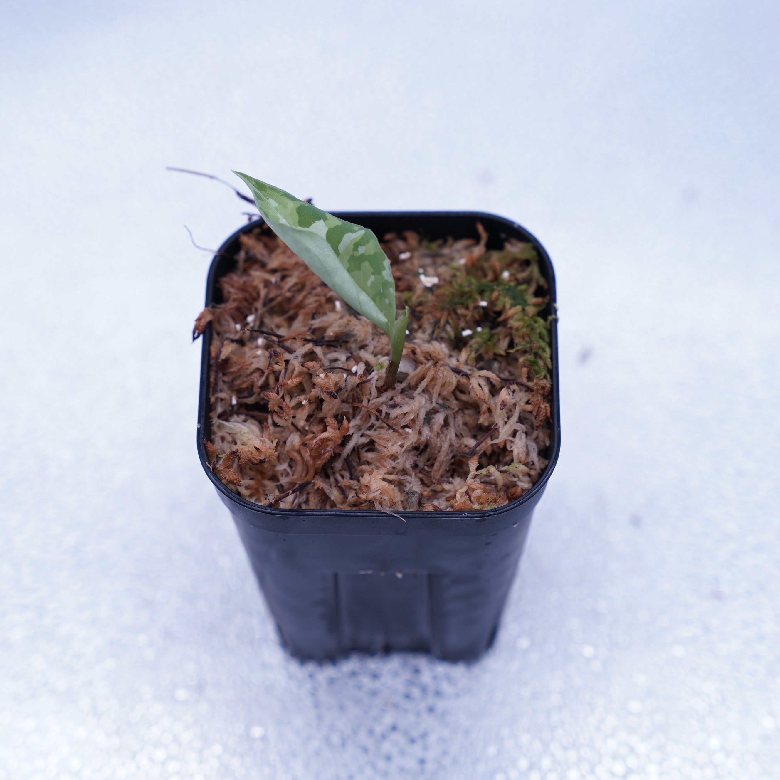 出射便＞Aglaonema Pictum Tricolor “Andaman” Port Blair – undried