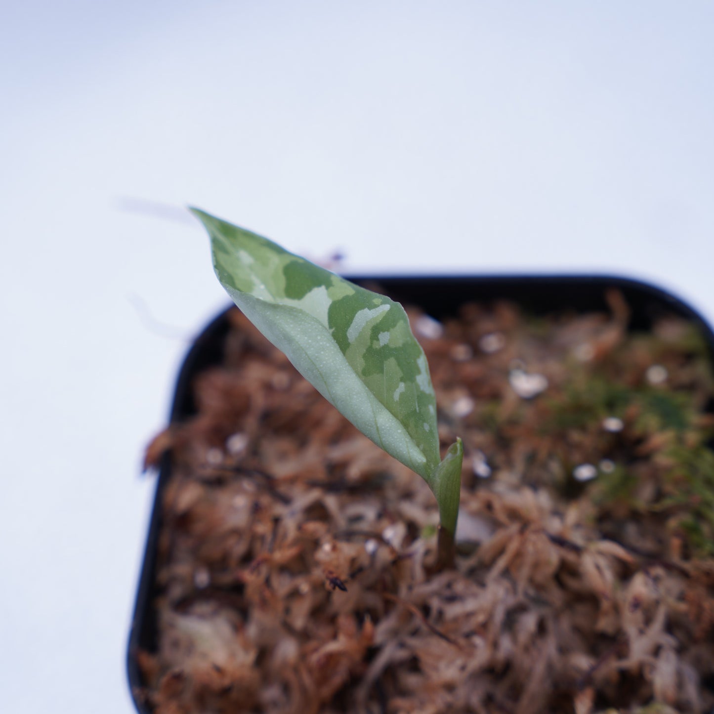 <出射便>Aglaonema Pictum Tricolor “Andaman” Port Blair