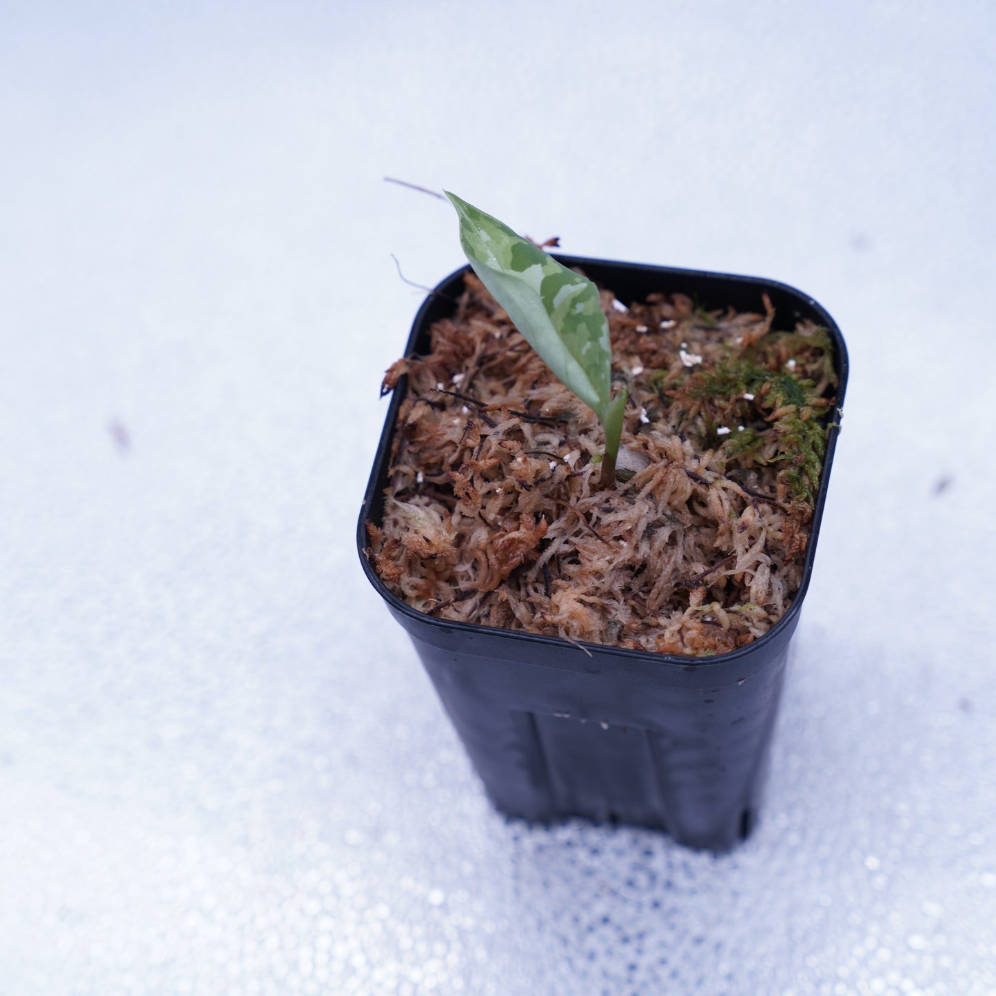 <出射便>Aglaonema Pictum Tricolor “Andaman” Port Blair