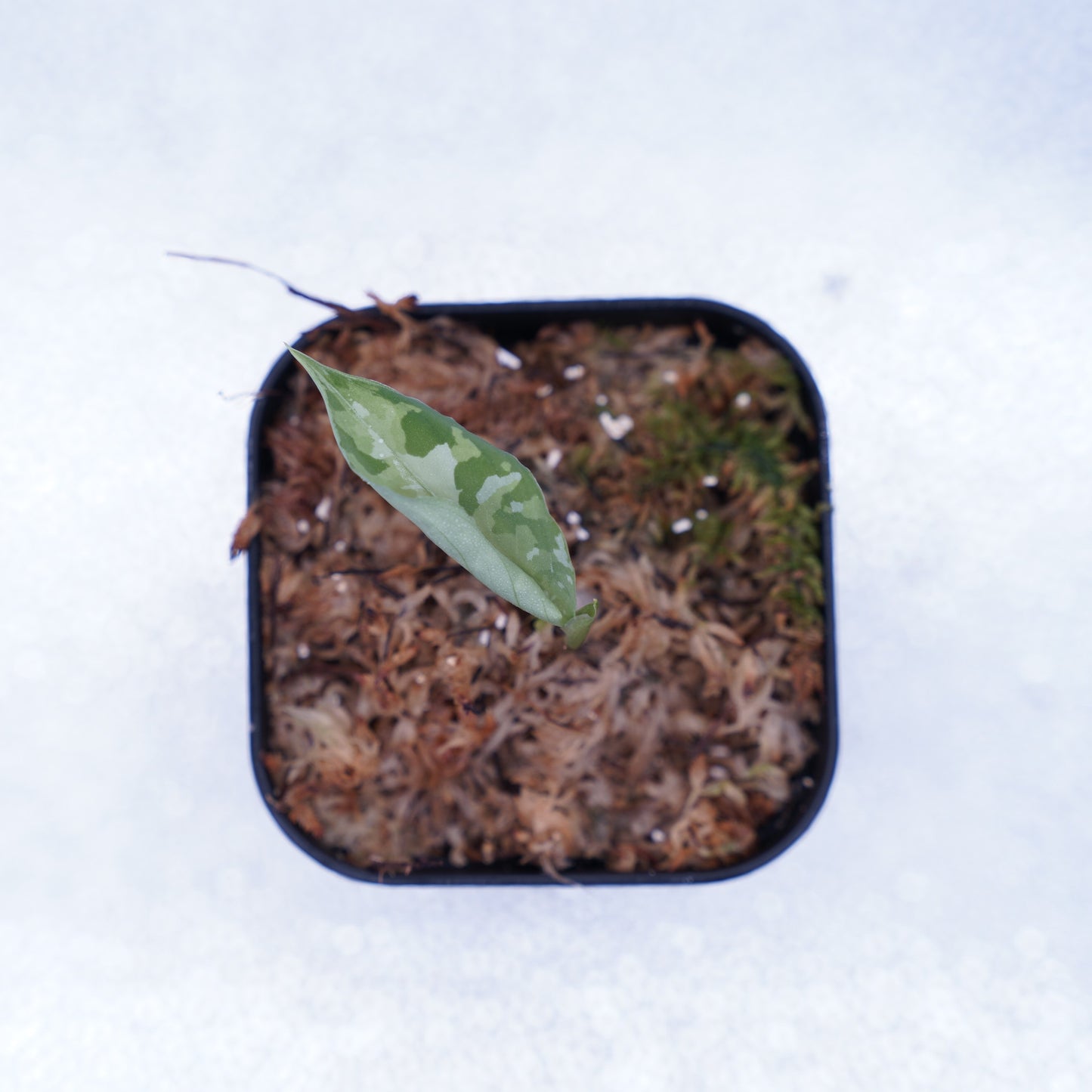 <出射便>Aglaonema Pictum Tricolor “Andaman” Port Blair