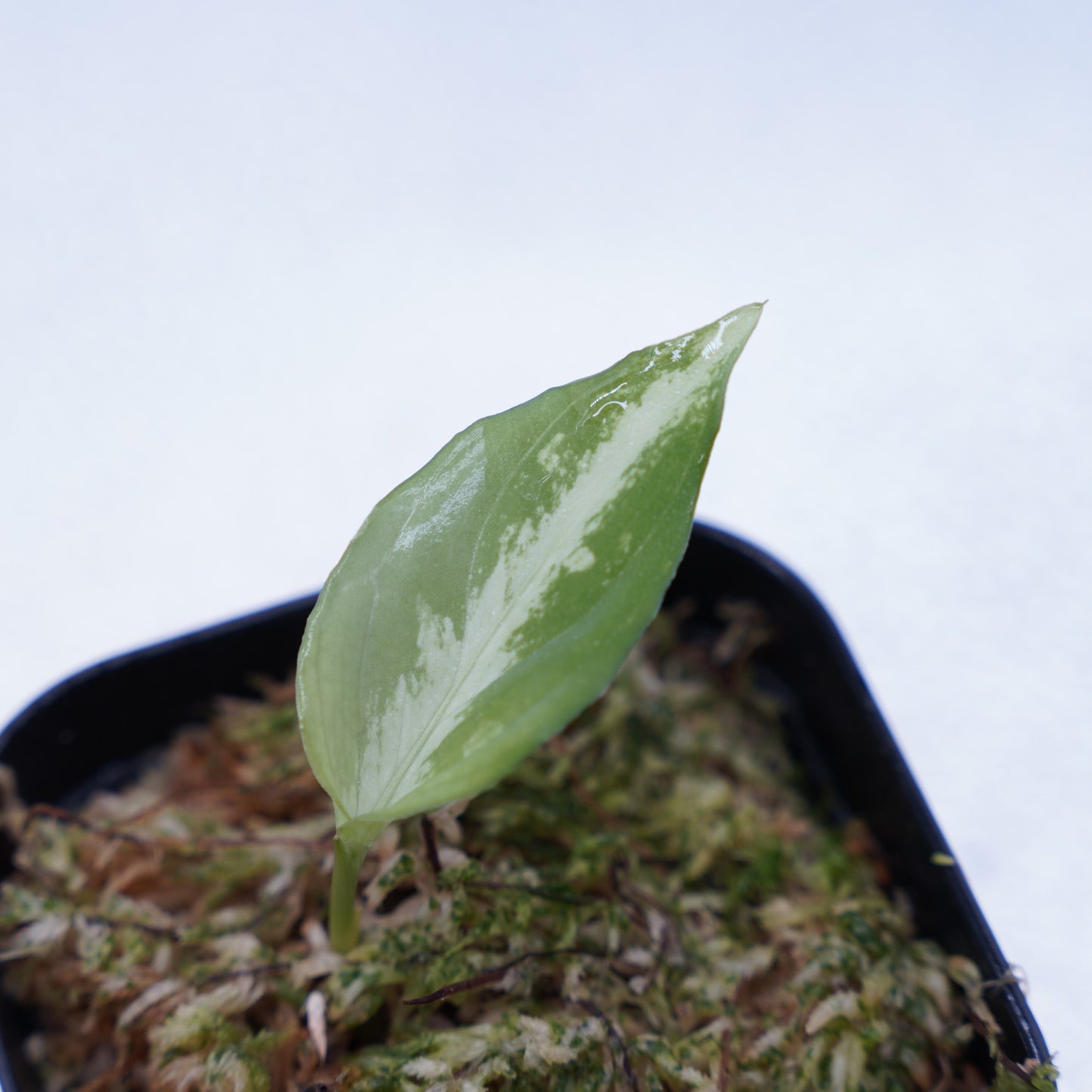 <Grow Aquarium>Aglaonema Pictum “夢観極彩 千眼葉”