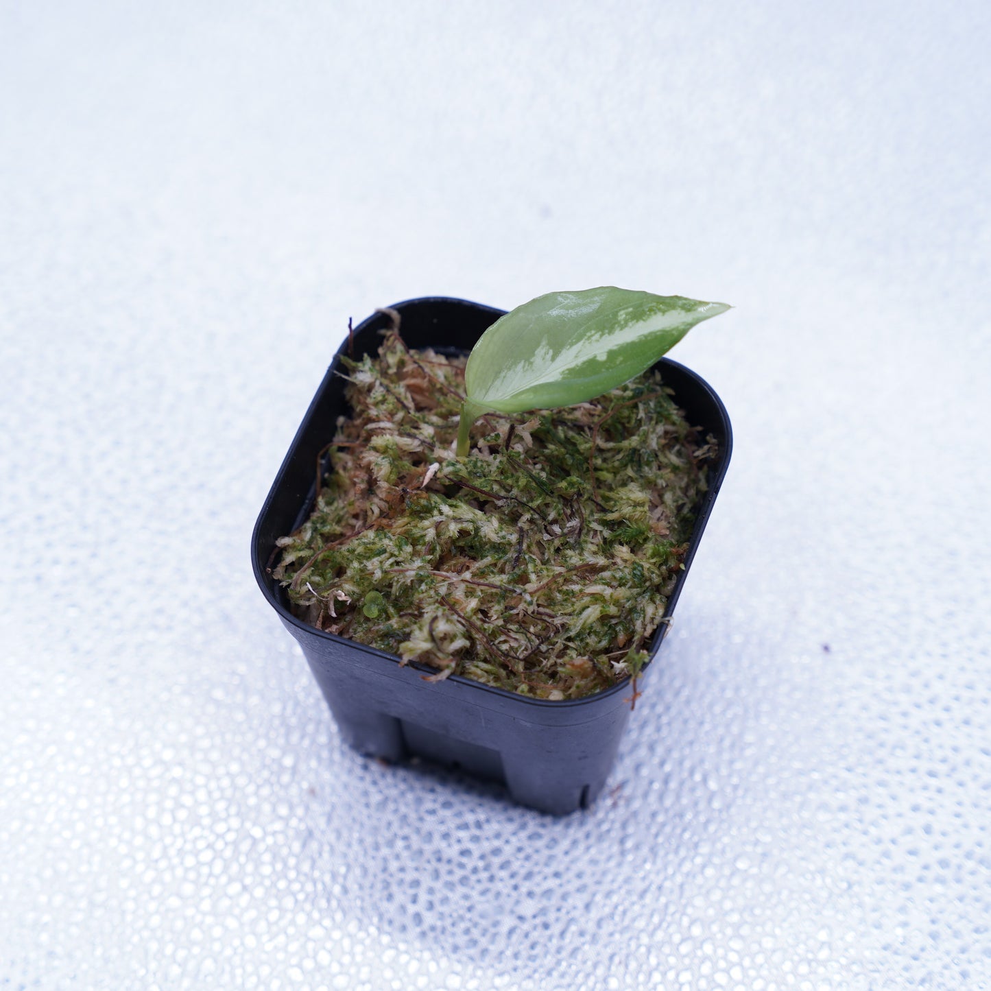 <Grow Aquarium>Aglaonema Pictum “夢観極彩 千眼葉”