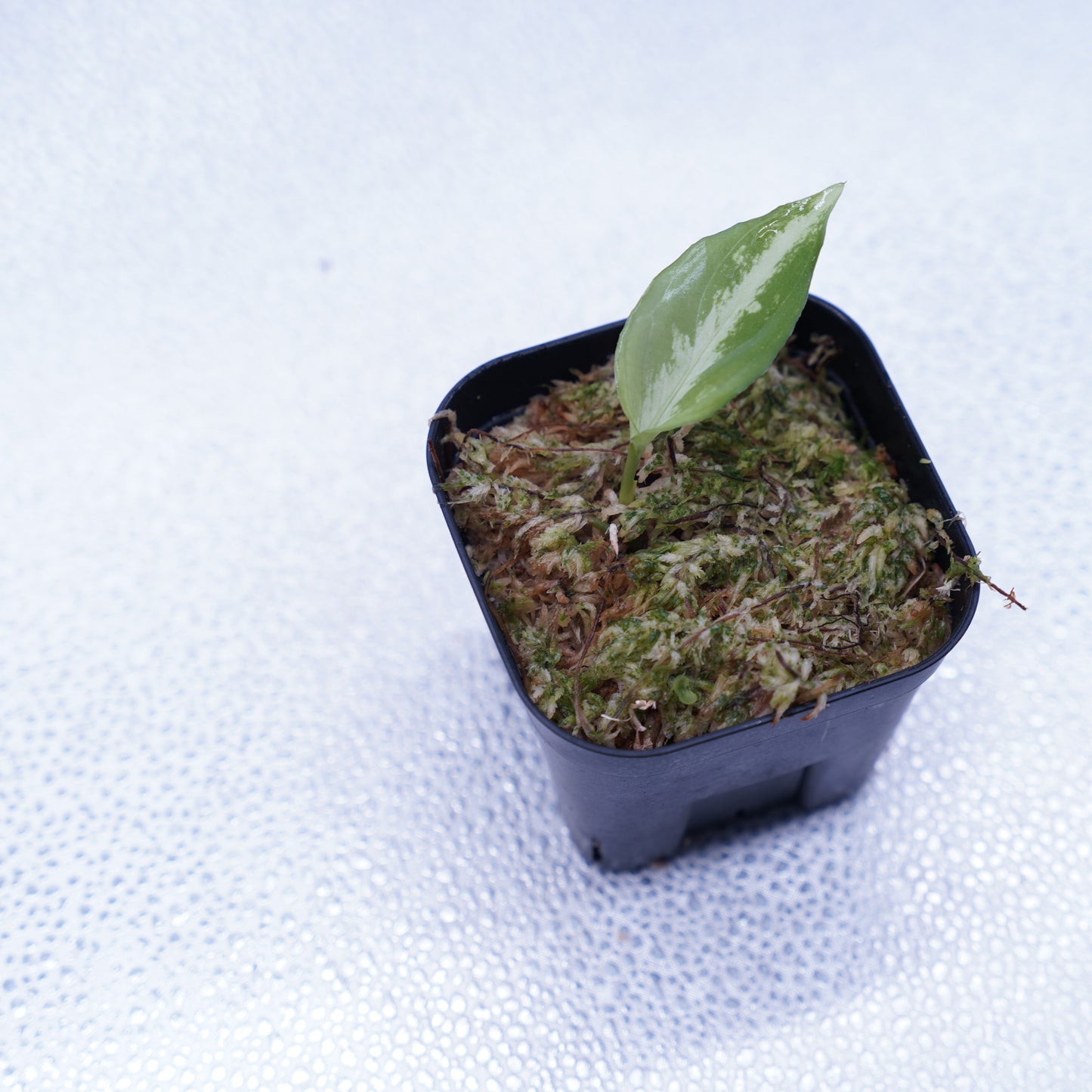 <Grow Aquarium>Aglaonema Pictum “夢観極彩 千眼葉”