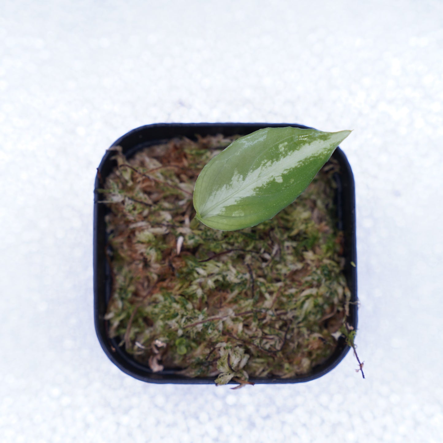 <Grow Aquarium>Aglaonema Pictum “夢観極彩 千眼葉”