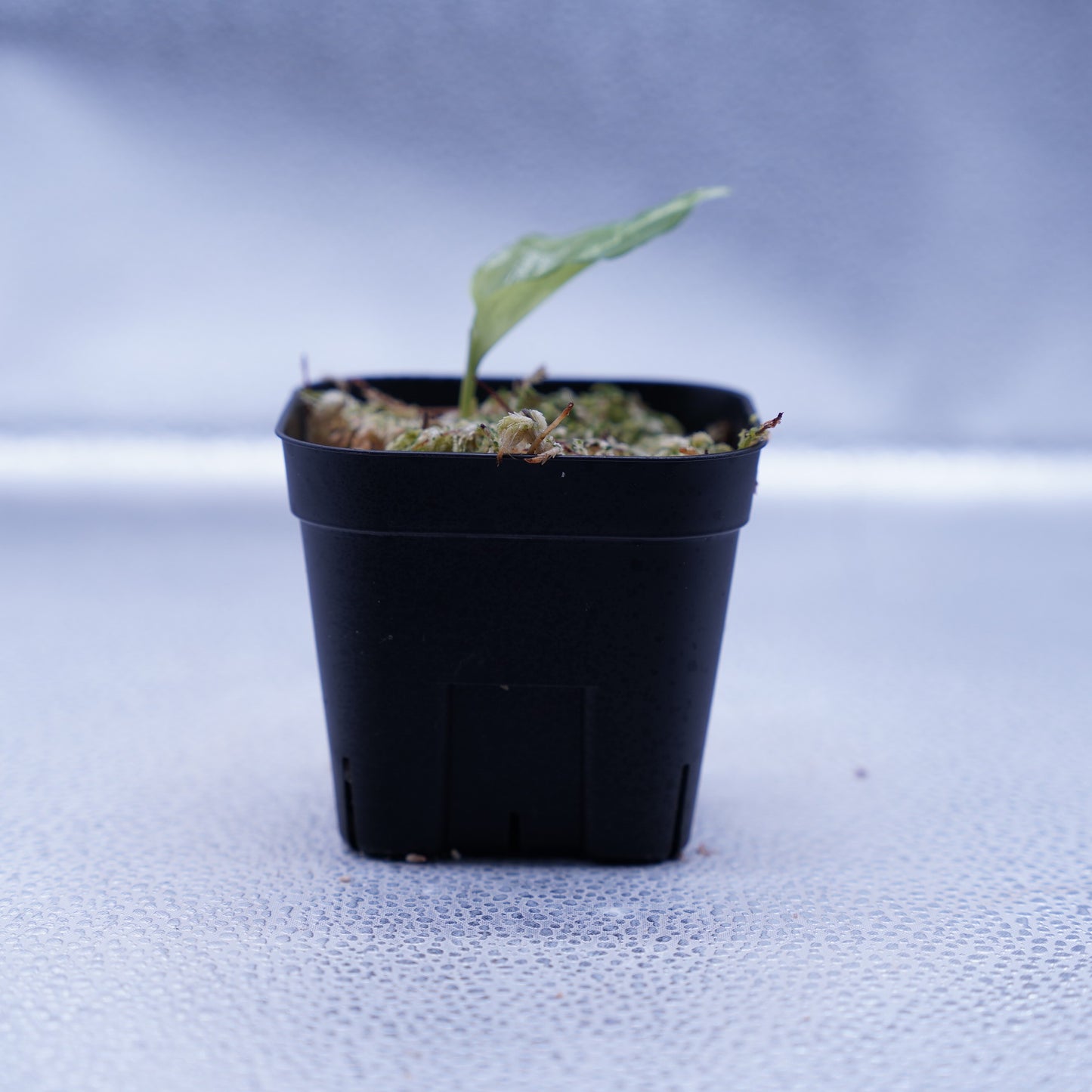 <Grow Aquarium>Aglaonema Pictum “夢観極彩 千眼葉”