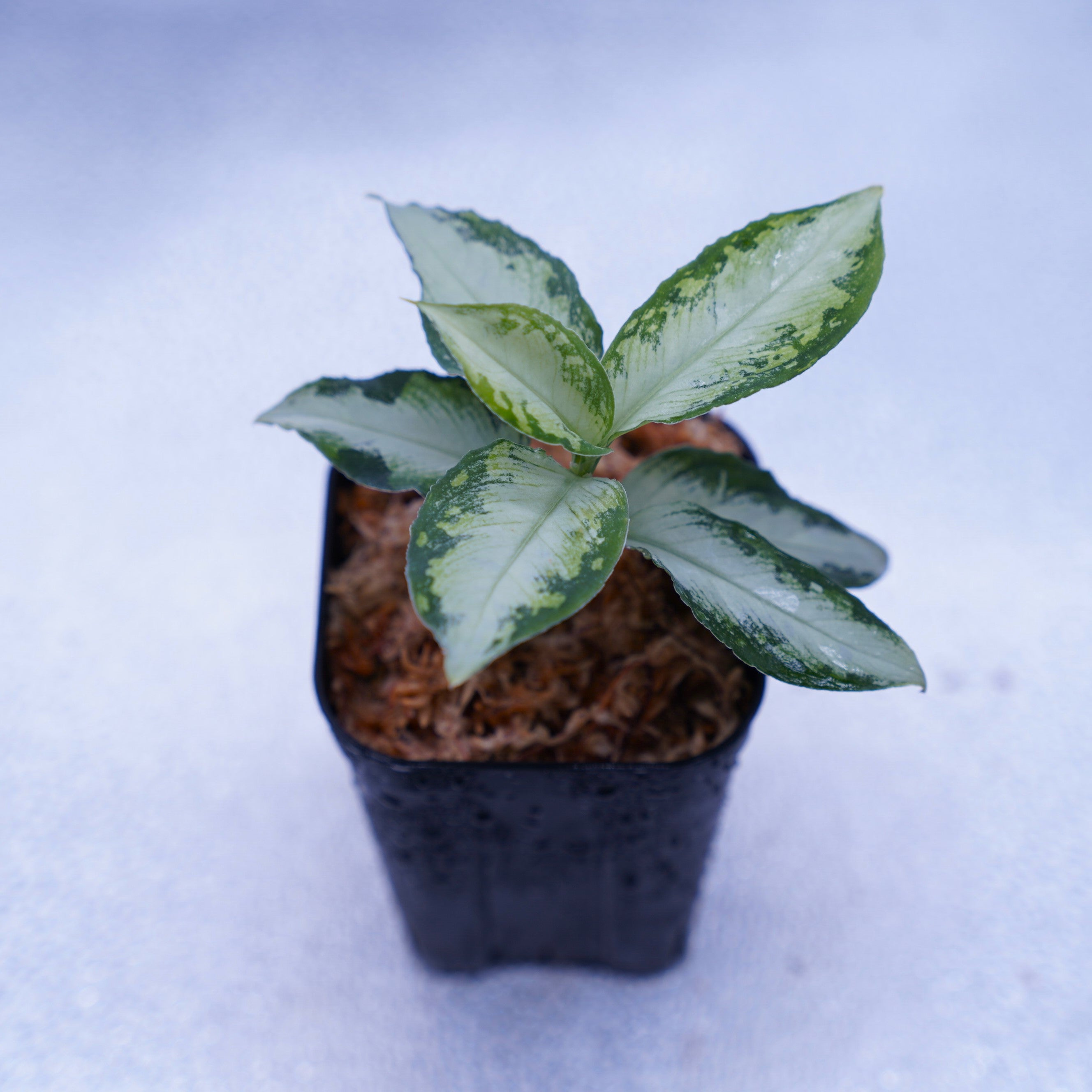 Aglaonema pictum “Castle“ キャッスル 茎根① - インテリア小物