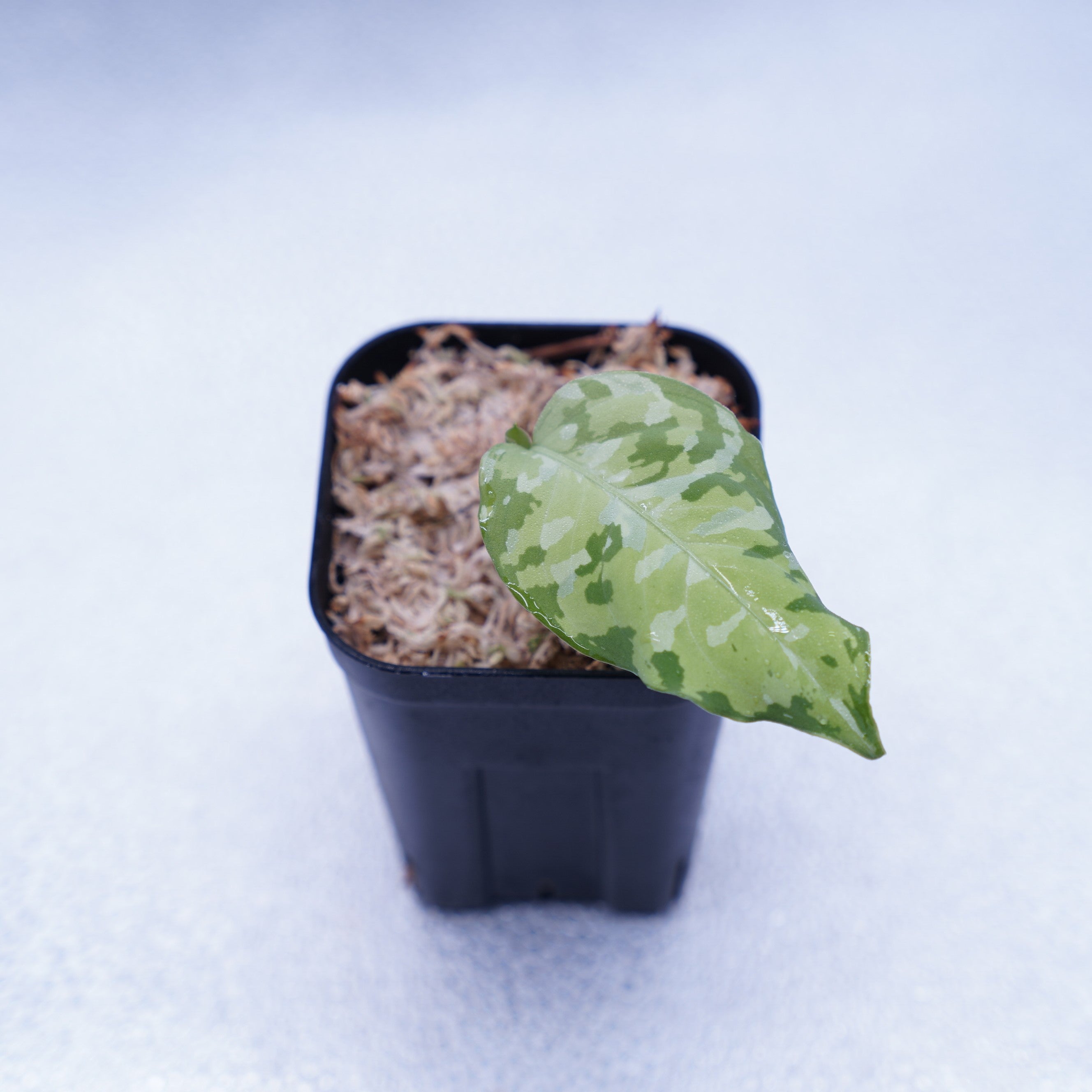 Aglaonema Pictum Andaman Port Blair ID便 Aglaonema pictum tricolor “Brumanica” Andaman port Blair