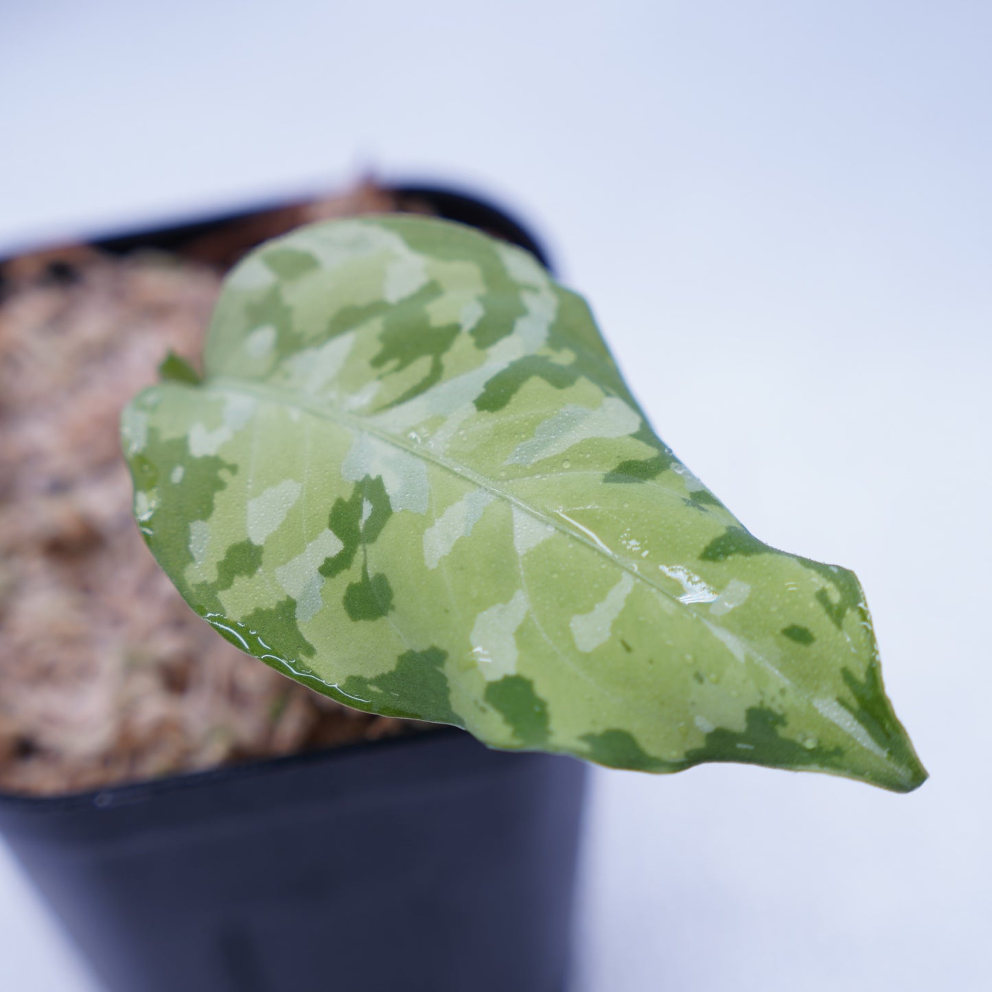 <出射便>Aglaonema Pictum Tricolor “Andaman” Port Blair