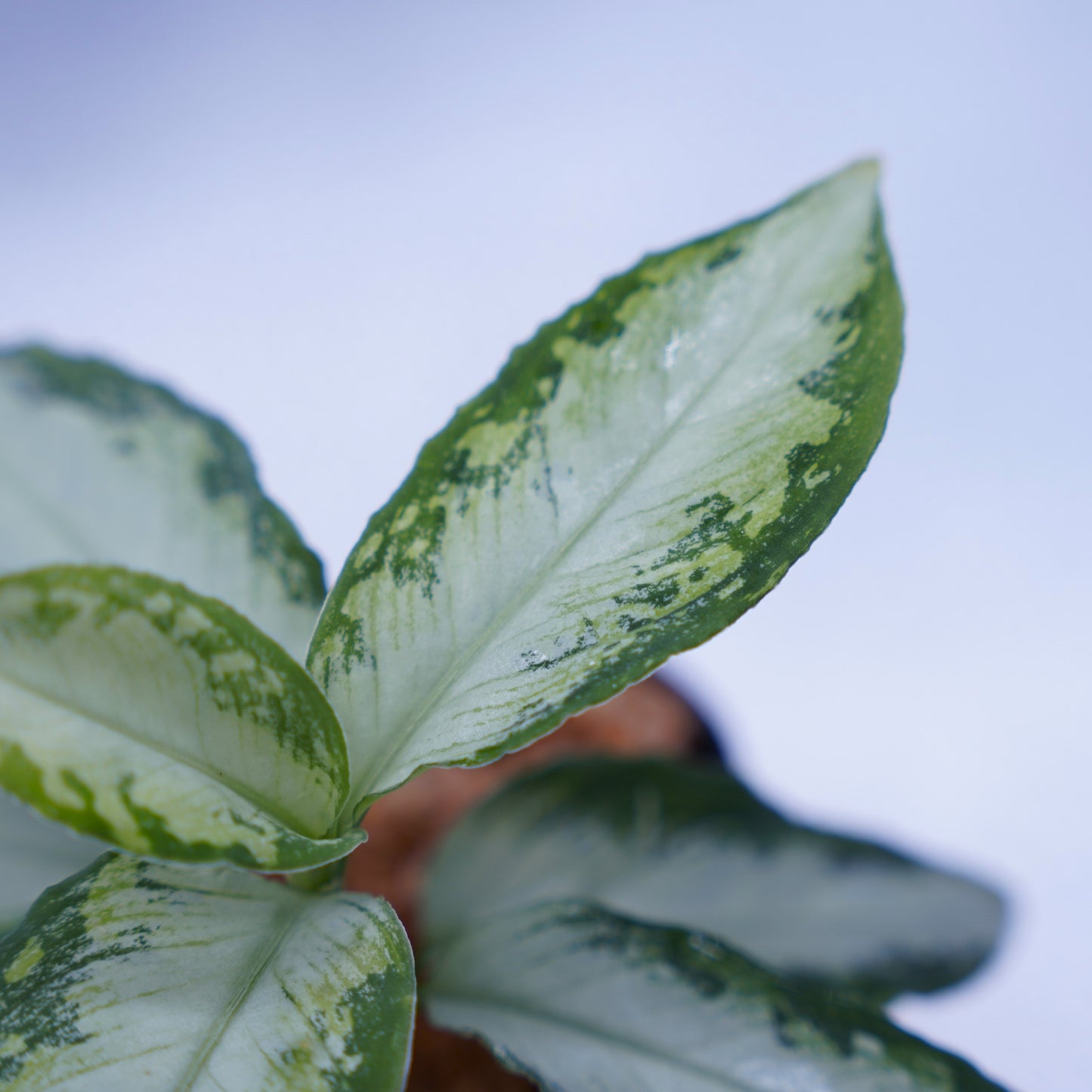 <AZ便>Aglaonema Pictum “Castle“ PDNC from Padang【AZ1012-10b】
