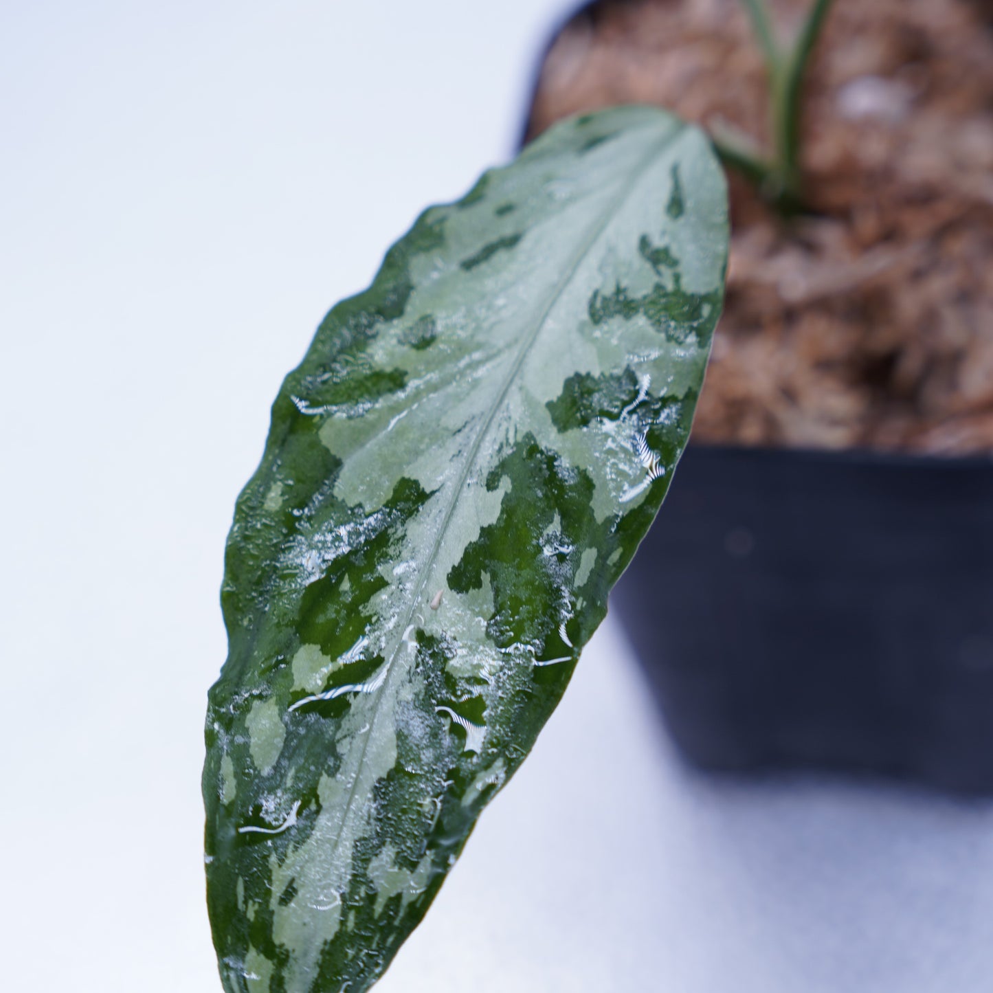 <TZ便>Aglaonema Pictum Tricolor 【T-291219-b-5】