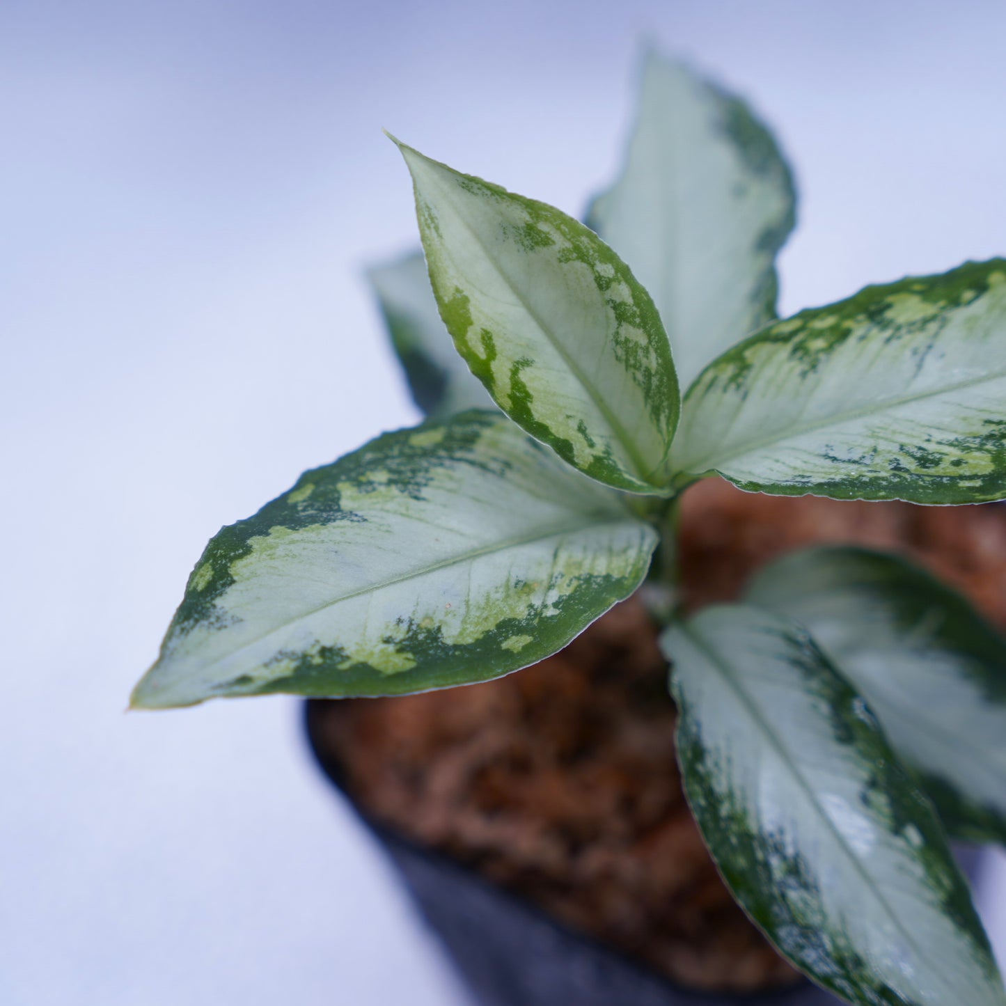 <AZ便>Aglaonema Pictum “Castle“ PDNC from Padang【AZ1012-10b】