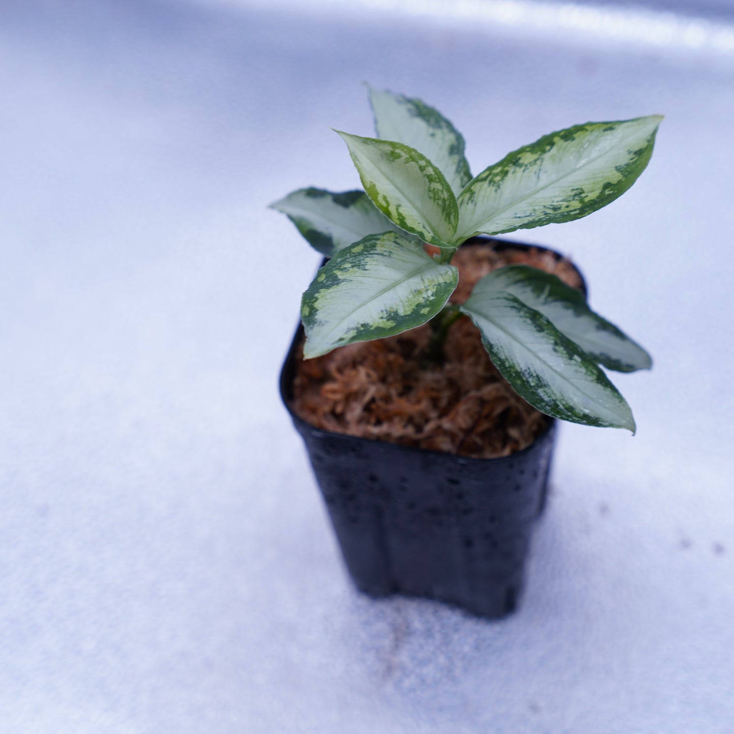 <AZ便>Aglaonema Pictum “Castle“ PDNC from Padang【AZ1012-10b】