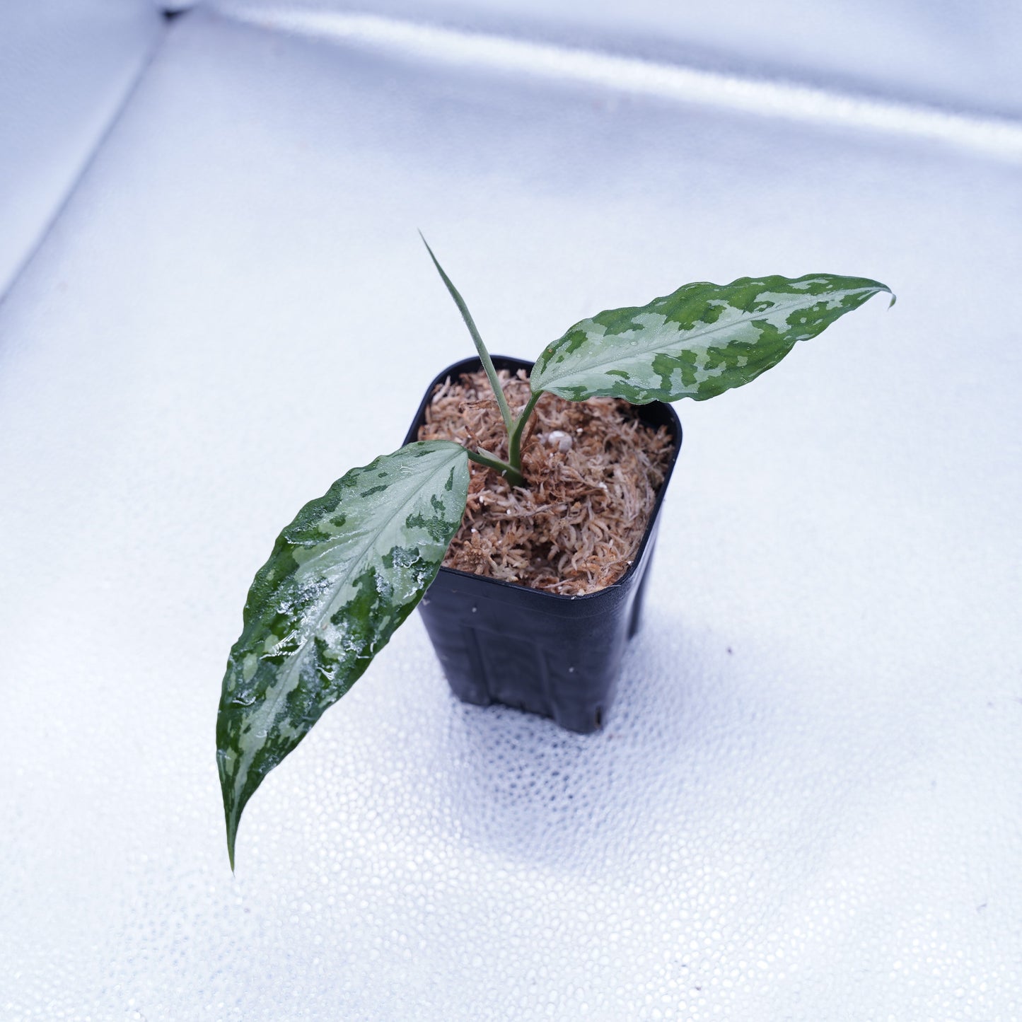 <TZ便>Aglaonema Pictum Tricolor 【T-291219-b-5】