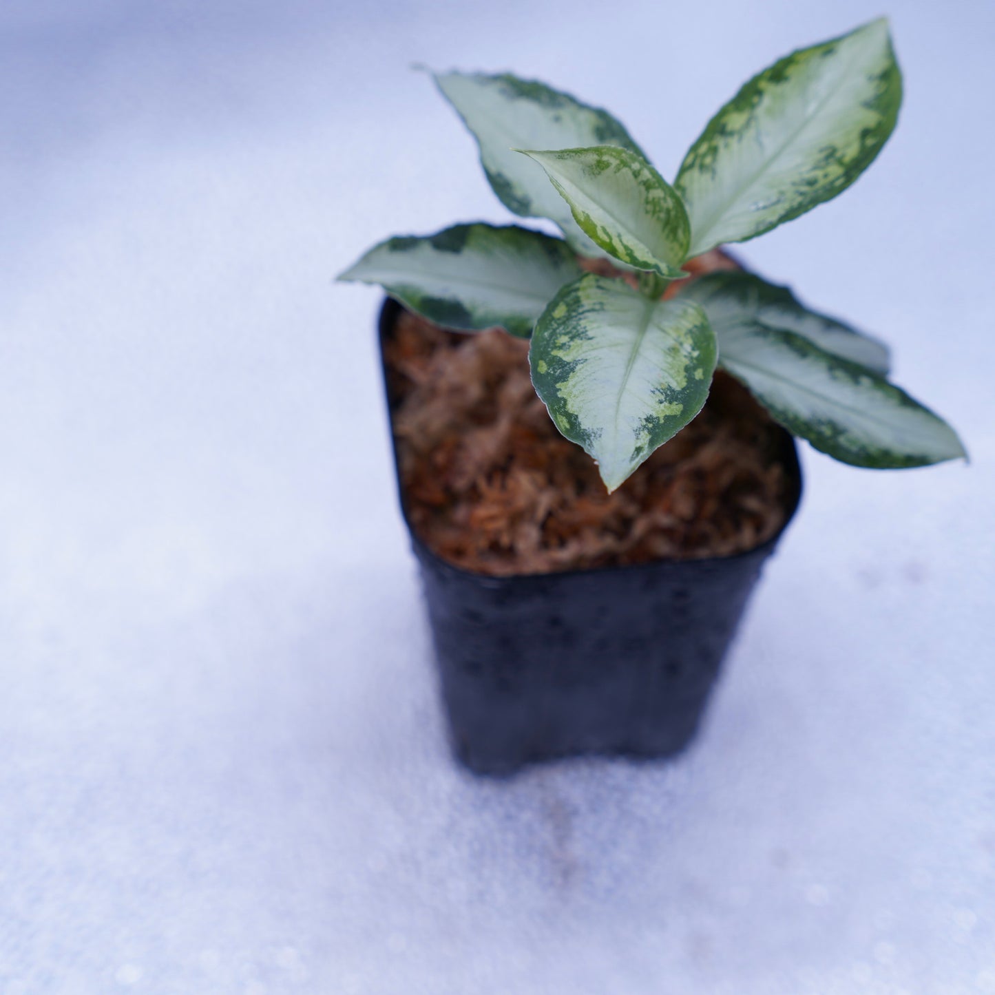 <AZ便>Aglaonema Pictum “Castle“ PDNC from Padang【AZ1012-10b】