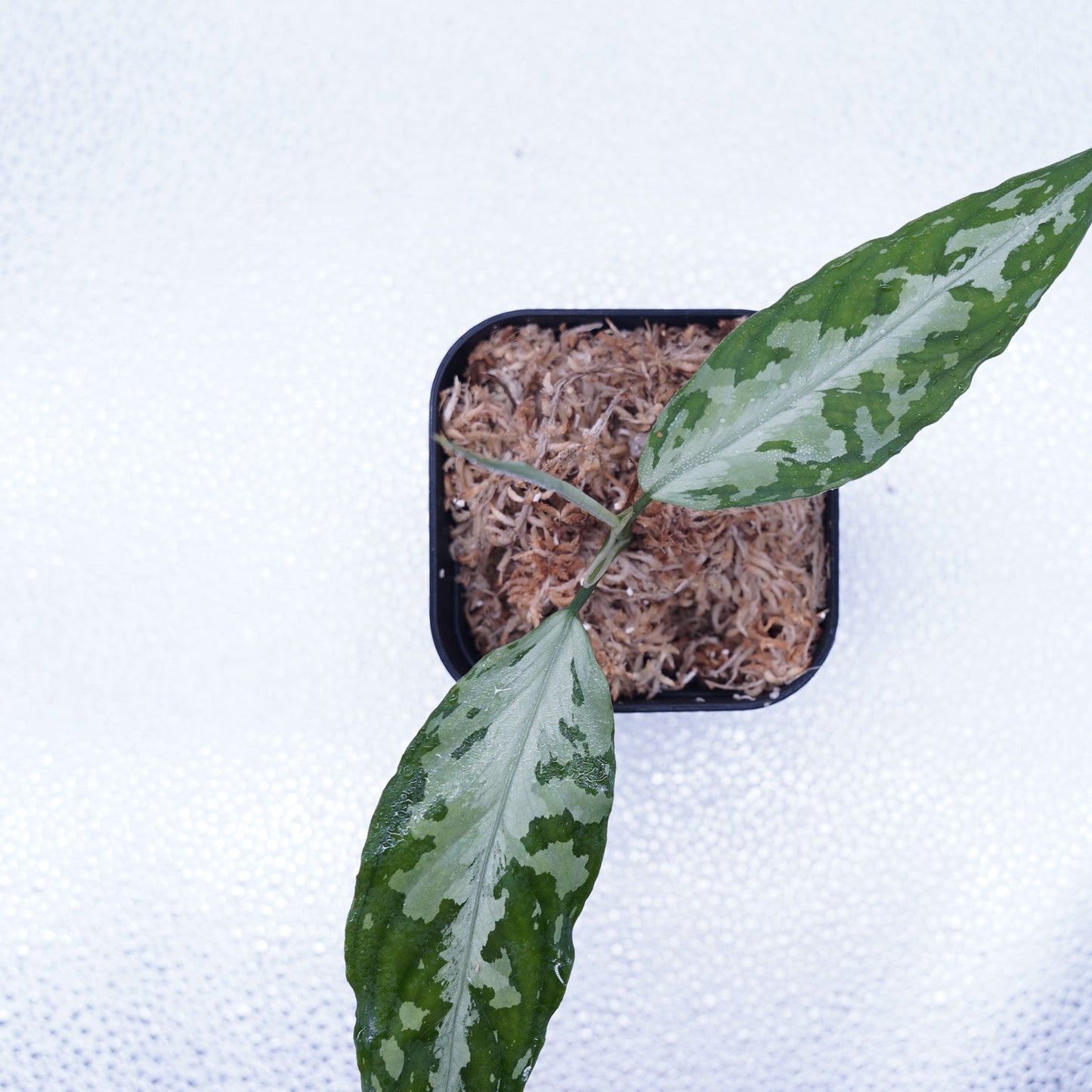 <TZ便>Aglaonema Pictum Tricolor 【T-291219-b-5】