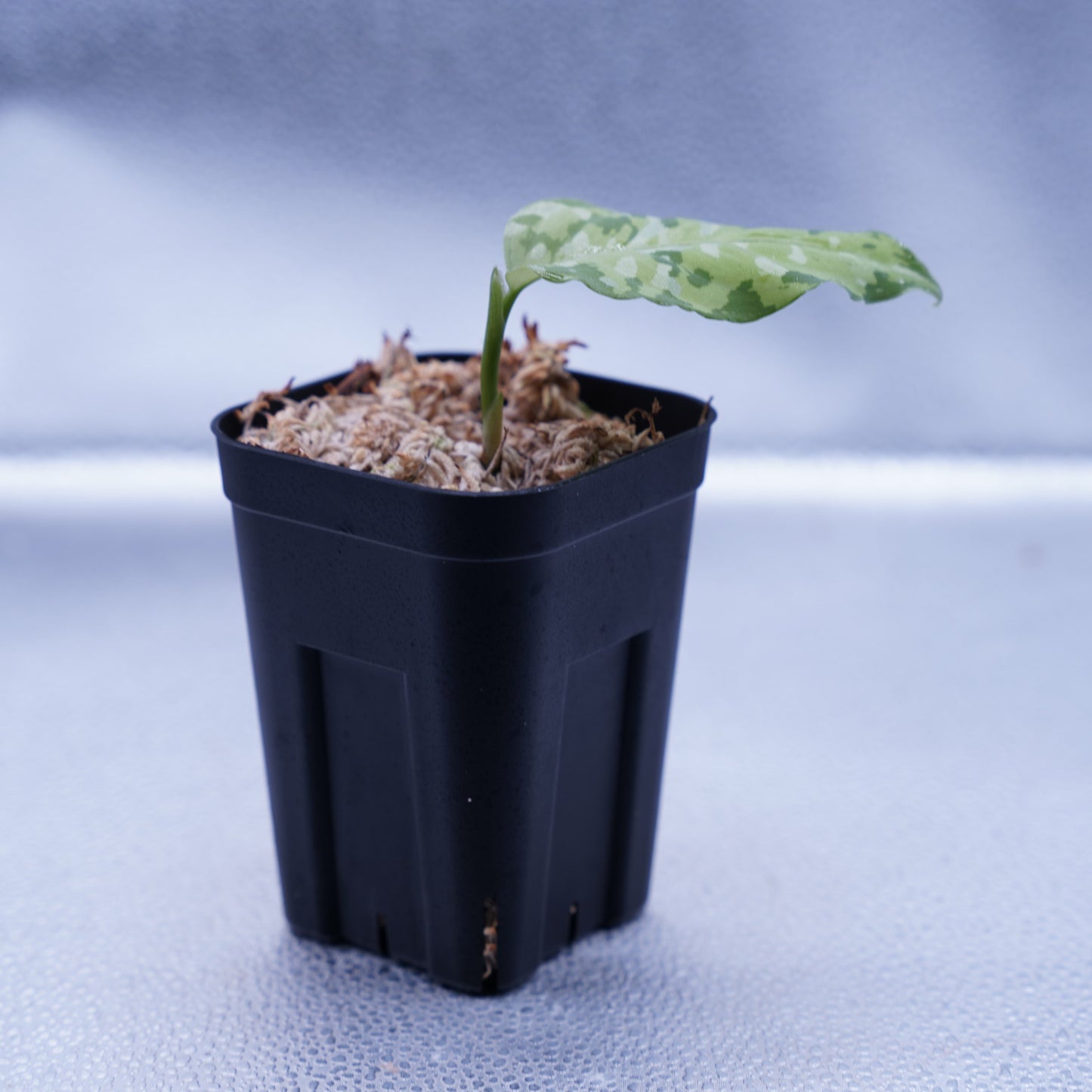 <出射便>Aglaonema Pictum Tricolor “Andaman” Port Blair