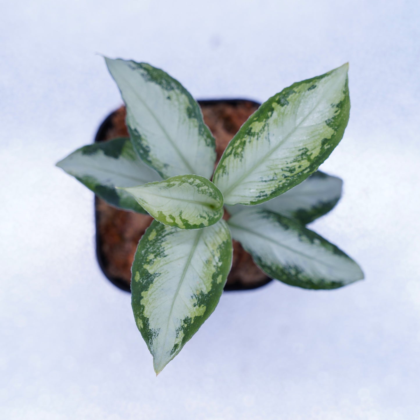 <AZ便>Aglaonema Pictum “Castle“ PDNC from Padang【AZ1012-10b】