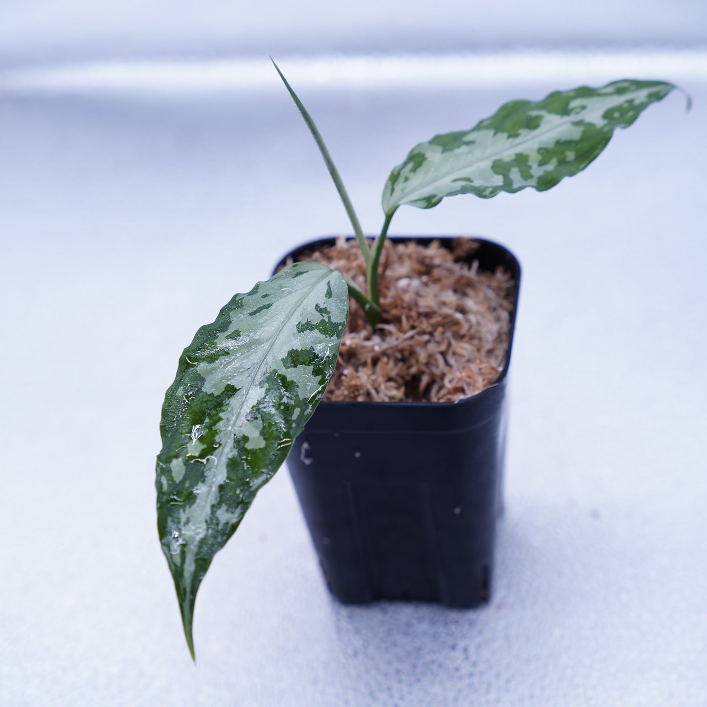 <TZ便>Aglaonema Pictum Tricolor 【T-291219-b-5】